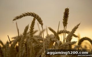 体育博彩风险下，明升M88老用户签到福利的忠实回馈方案