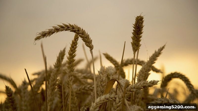 体育博彩风险下，明升M88老用户签到福利的忠实回馈方案